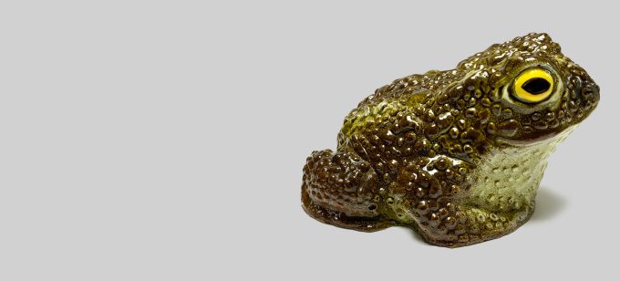 A very handsome Common Toad (Note for Humans: These toads taste a lot like chocolate)