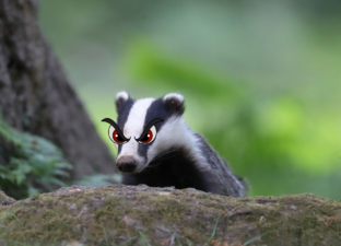 A photo of a badger, with cartoon angry eyes. The badger is in a woodland setting and pops his head above a log, looking straight at the camera.