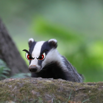 A photo of a badger, with cartoon angry eyes. The badger is in a woodland setting and pops his head above a log, looking straight at the camera.