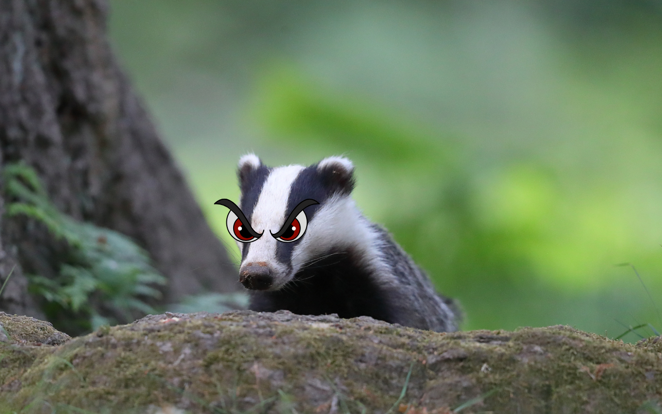 A photo of a badger, with cartoon angry eyes. The badger is in a woodland setting and pops his head above a log, looking straight at the camera.