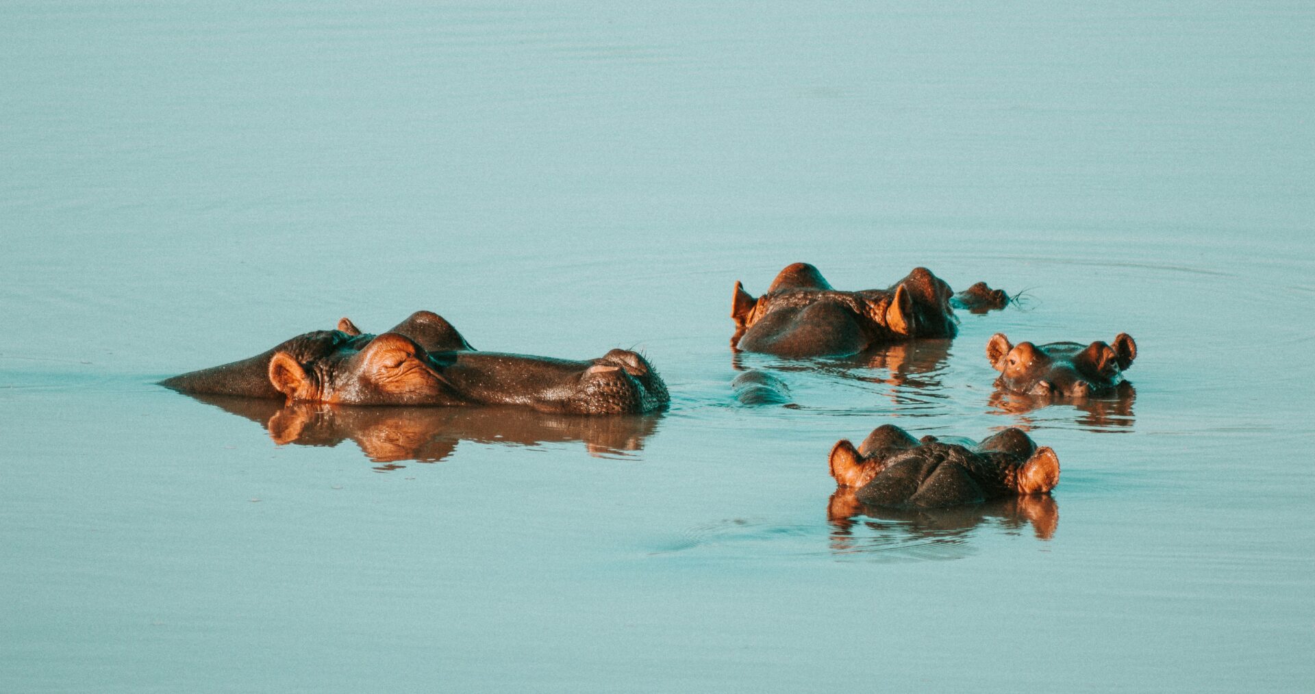 A large, grey Hippo peeks out from beneath some clear blue water. We can only see his eyes and snout from the side.