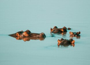 A large, grey Hippo peeks out from beneath some clear blue water. We can only see his eyes and snout from the side.